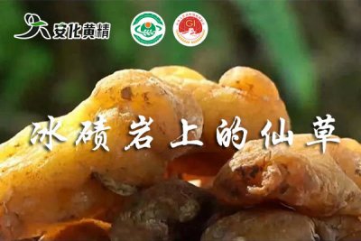 安化黃精：國家農(nóng)產(chǎn)品地理標志中的“仙草”